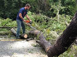 Tree and Shrub Care in Golden Glades, FL