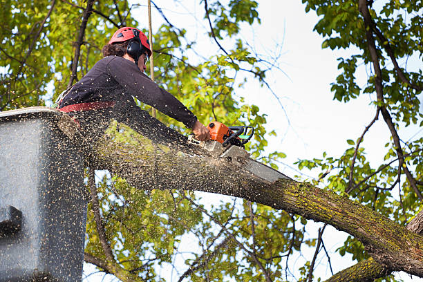 How Our Tree Care Process Works  in Golden Glades, FL